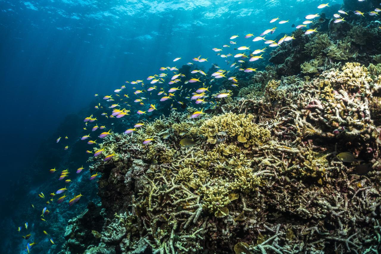 Mercure Maldives Kooddoo Adults-Only Resort - 35 Percent Off Return Domestic Transfers For Two Adults Until September Viligili Eksteriør billede